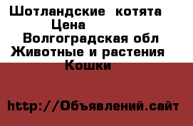 Шотландские  котята. › Цена ­ 2 000 - Волгоградская обл. Животные и растения » Кошки   
